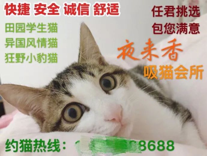 暗访地下“猫色场所”不堪入目！曝光的产业内幕震惊了网络！