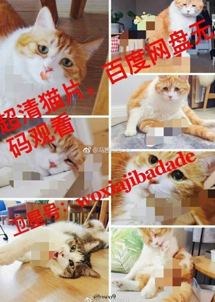 暗访地下“猫色场所”不堪入目！曝光的产业内幕震惊了网络！