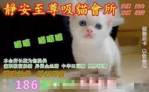 暗访地下“猫色场所”不堪入目！曝光的产业内幕震惊了网络！