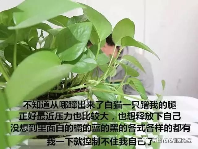 暗访地下“猫色场所”不堪入目！曝光的产业内幕震惊了网络！