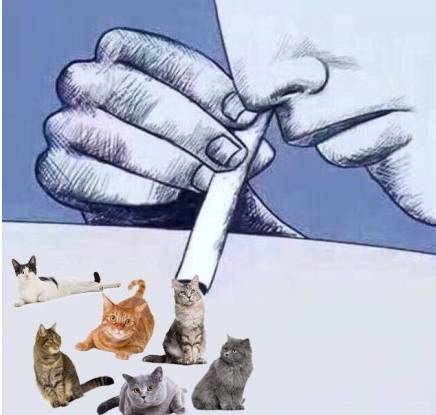 暗访地下“猫色场所”不堪入目！曝光的产业内幕震惊了网络！