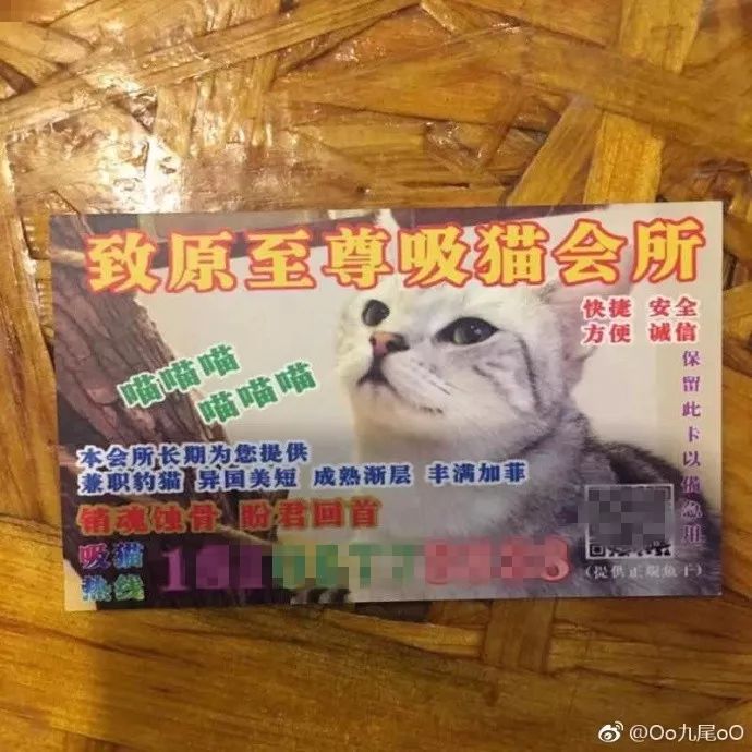 暗访地下“猫色场所”不堪入目！曝光的产业内幕震惊了网络！