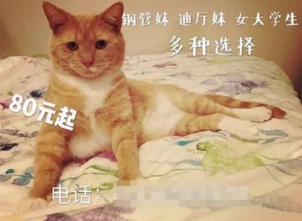 暗访地下“猫色场所”不堪入目！曝光的产业内幕震惊了网络！