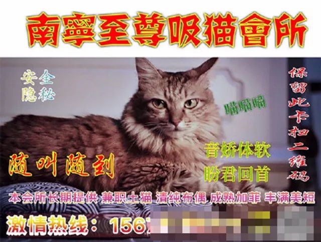 暗访地下“猫色场所”不堪入目！曝光的产业内幕震惊了网络！